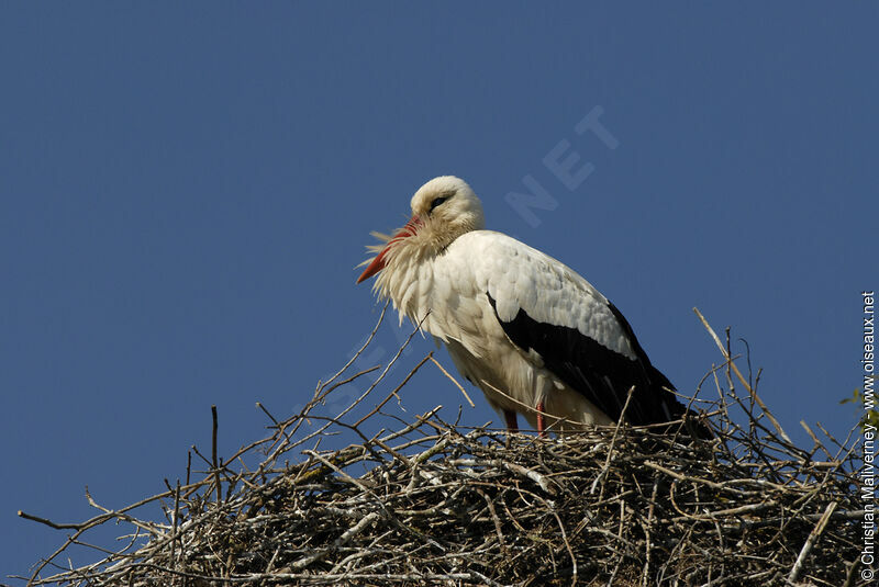 Cigogne blancheadulte