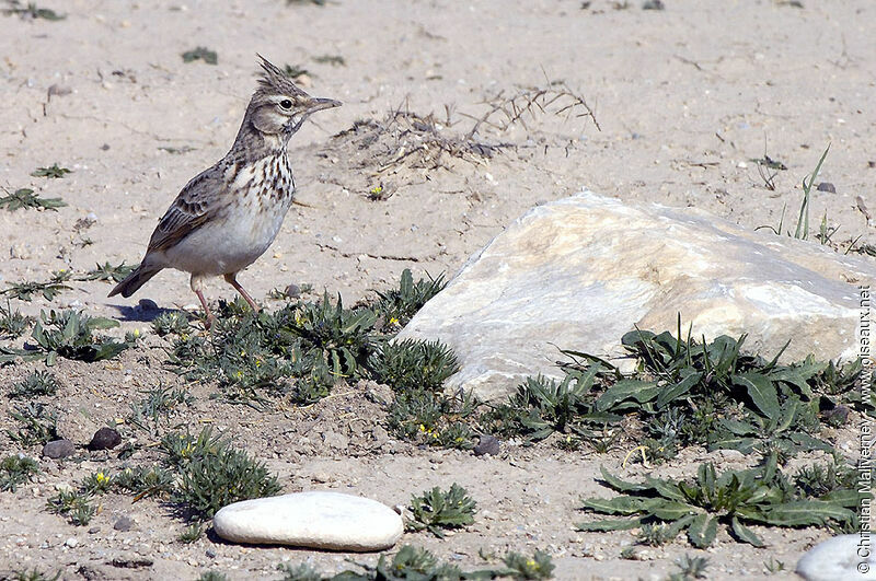 Crested Larkadult