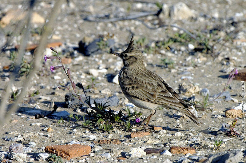 Cochevis huppéadulte