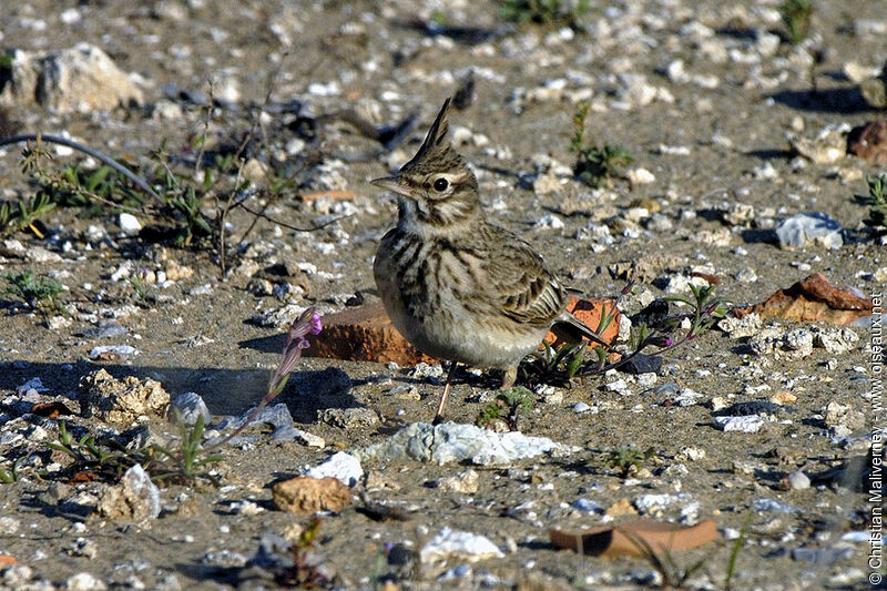 Crested Larkadult