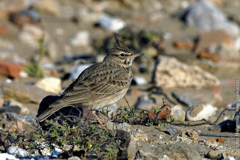 Crested Larkadult