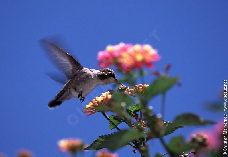 Colibri de Costa femelle adulte