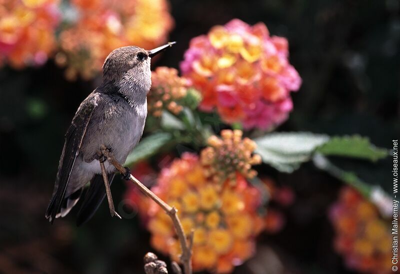 Colibri de Costa femelle adulte