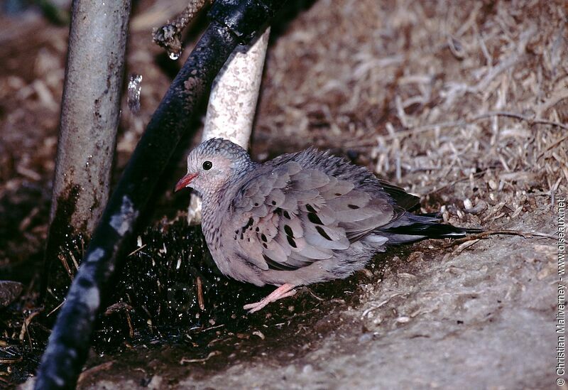 Common Ground Doveadult