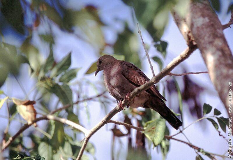 Plain-breasted Ground Doveadult