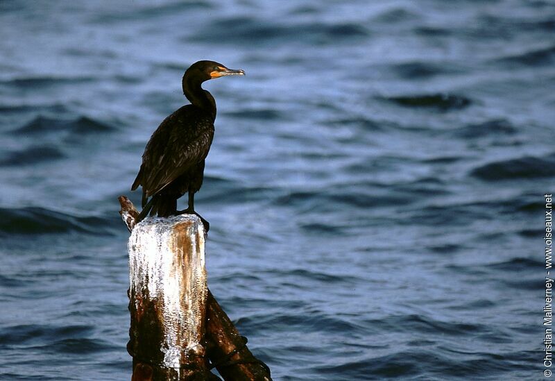 Cormoran à aigrettesadulte