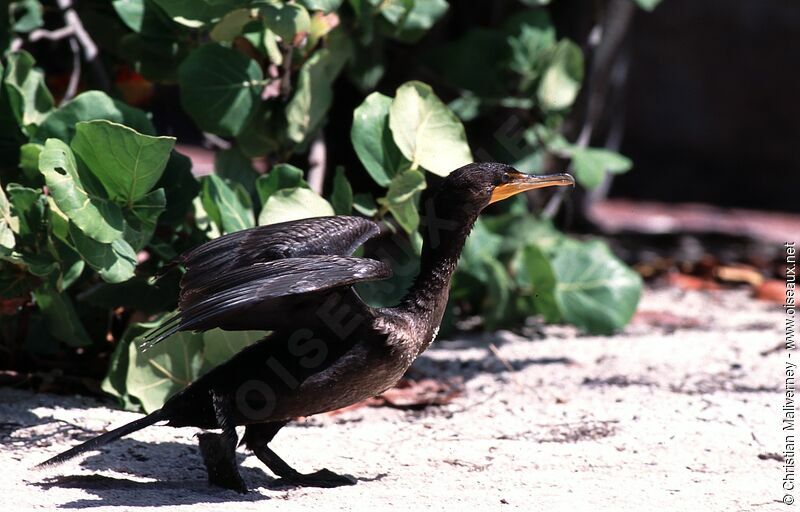 Cormoran à aigrettesadulte