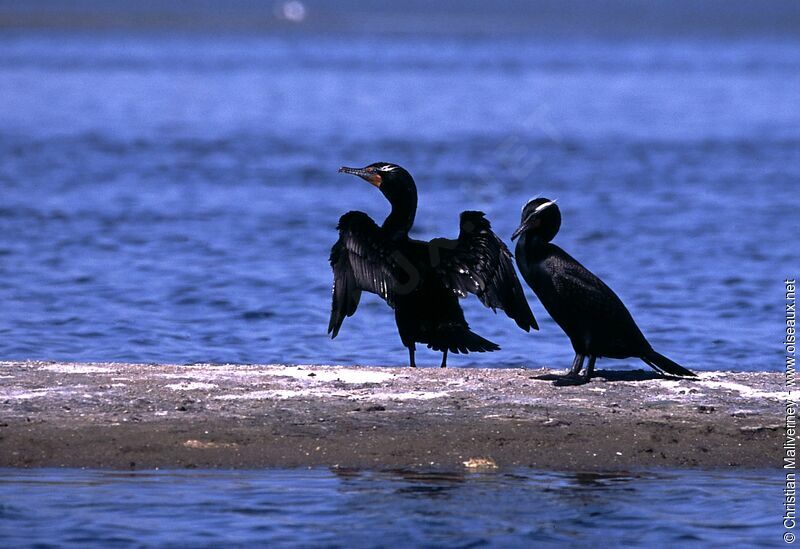 Cormoran à aigrettesadulte nuptial