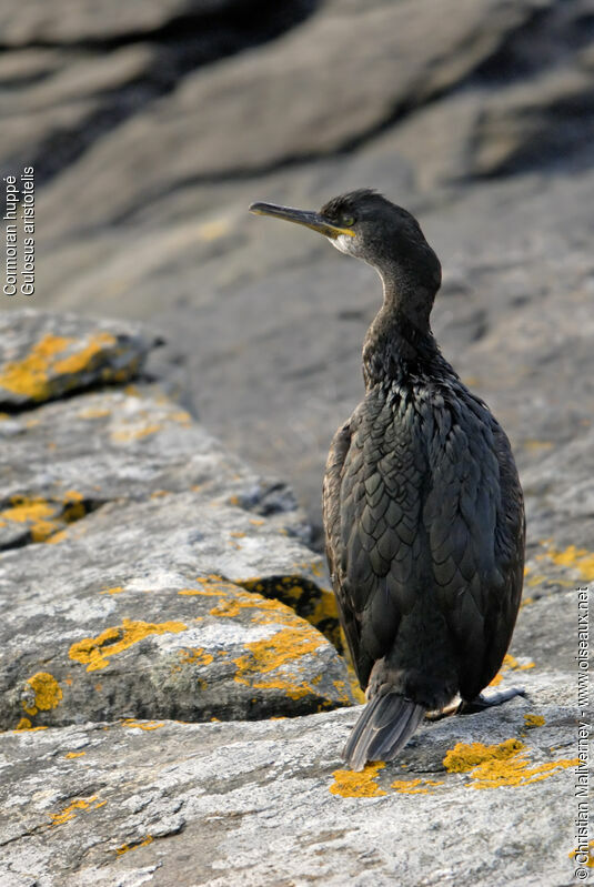 Cormoran huppéadulte, identification