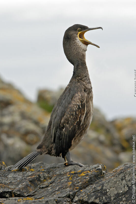 European Shagadult breeding, identification