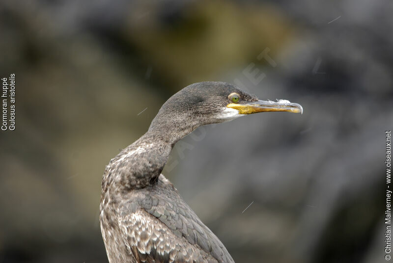 Cormoran huppéadulte nuptial, identification