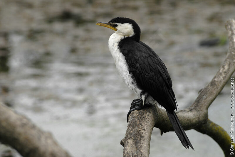 Little Pied Cormorantadult, identification