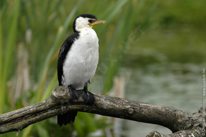 Little Pied Cormorantadult, identification