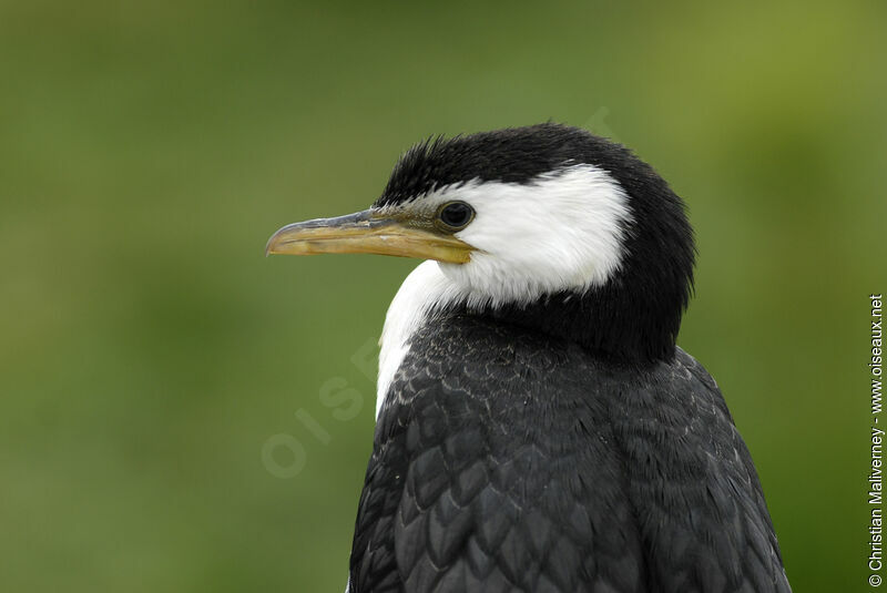 Little Pied Cormorantadult, identification