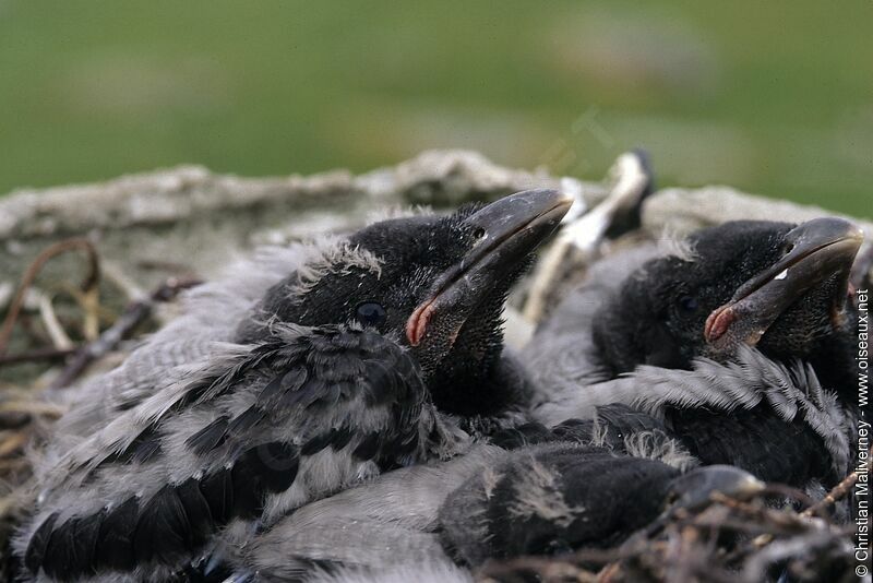 Hooded Crowjuvenile