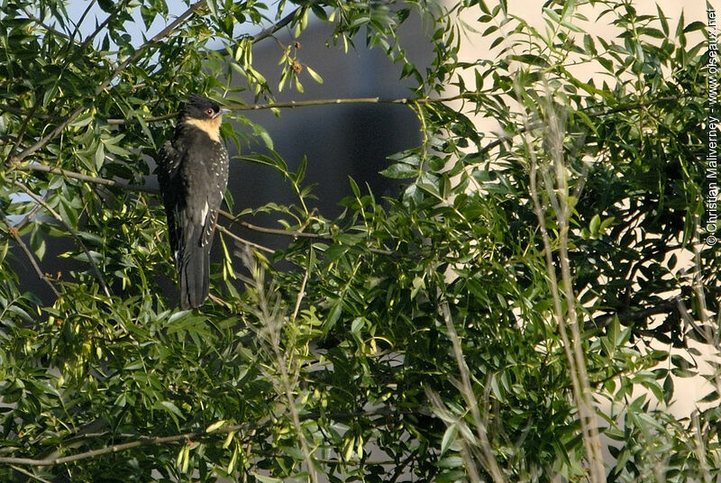 Great Spotted Cuckooimmature, identification