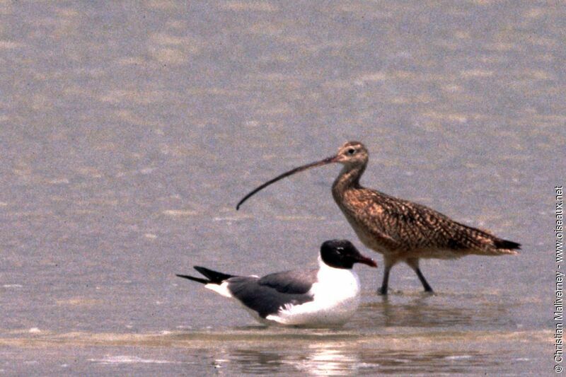 Long-billed Curlewadult