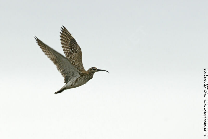 Eurasian Whimbreladult breeding, Flight