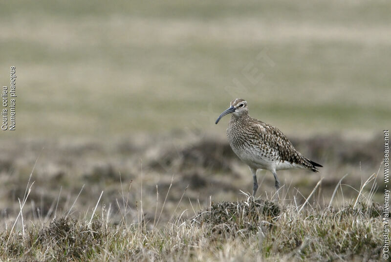 Eurasian Whimbreladult breeding, identification