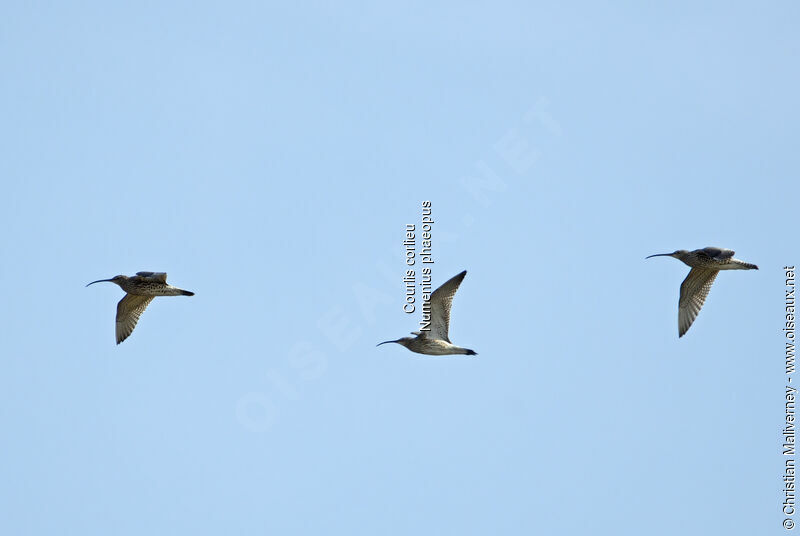 Eurasian Whimbreladult breeding, Flight