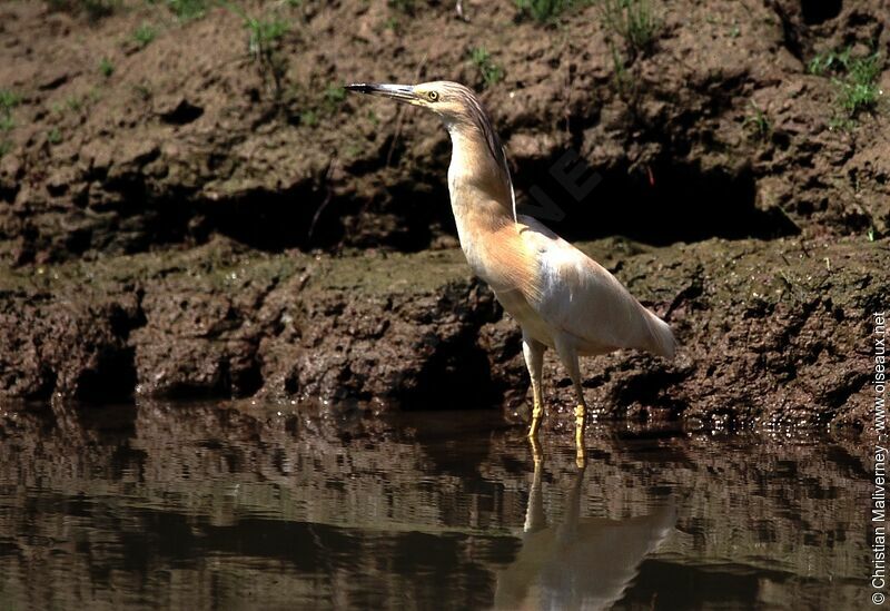 Squacco Heronadult breeding