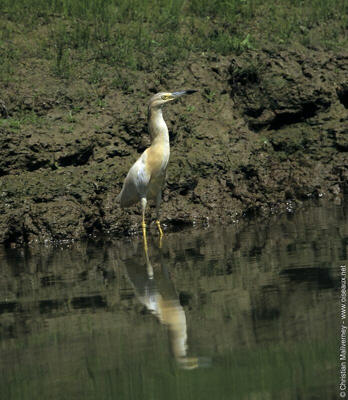 Squacco Heronadult breeding