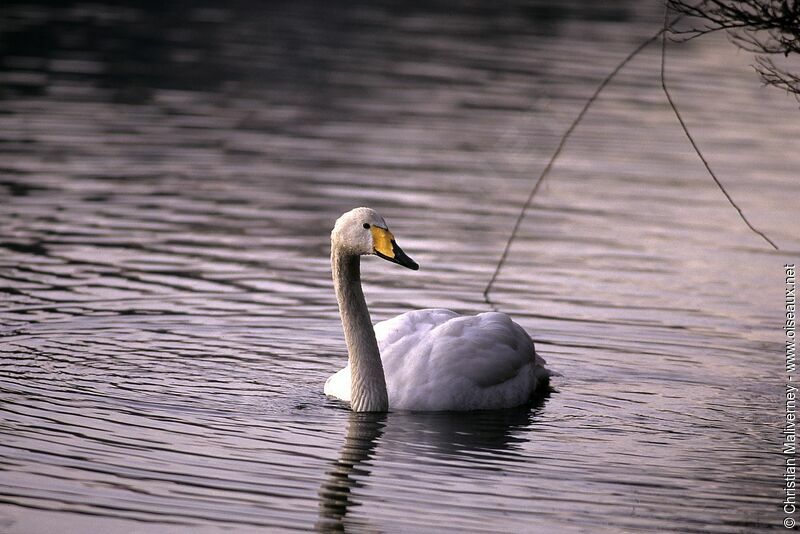 Whooper Swanadult post breeding