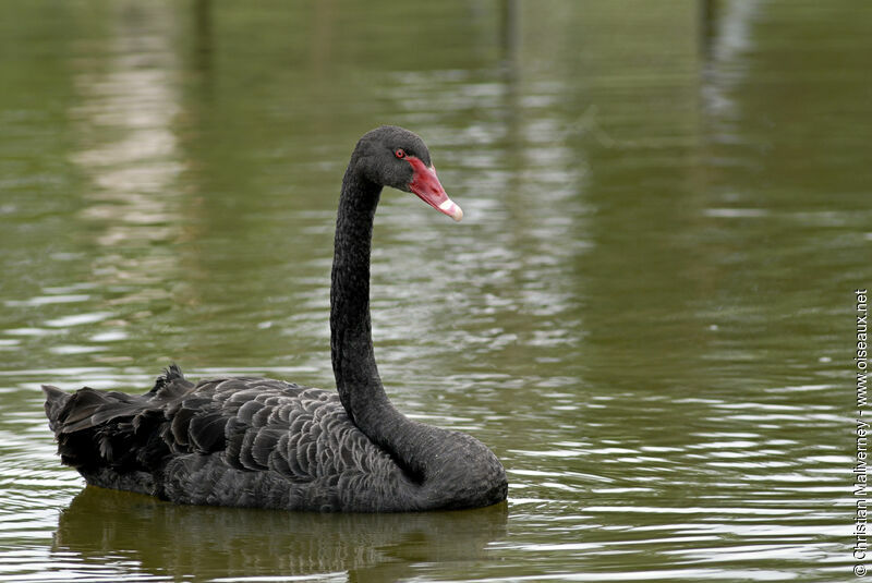 Black Swanadult, identification