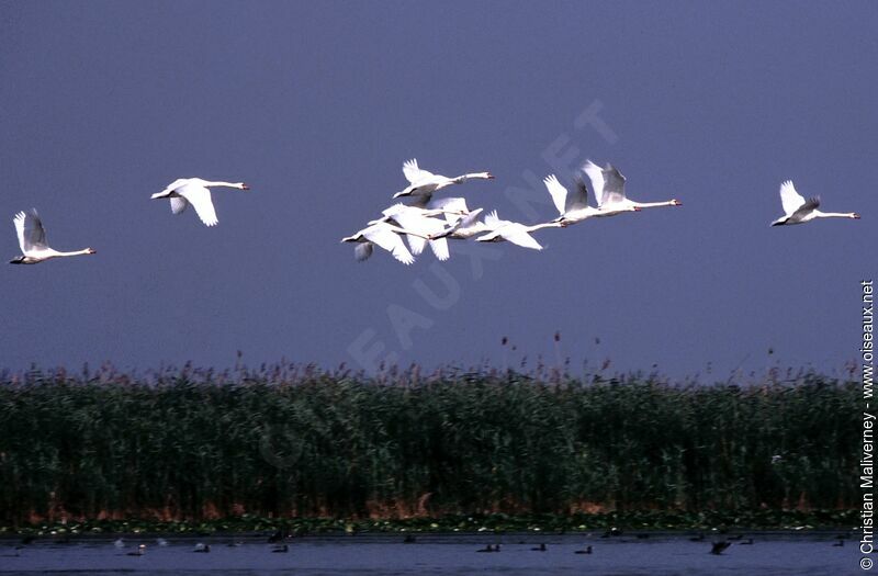 Cygne tuberculéadulte