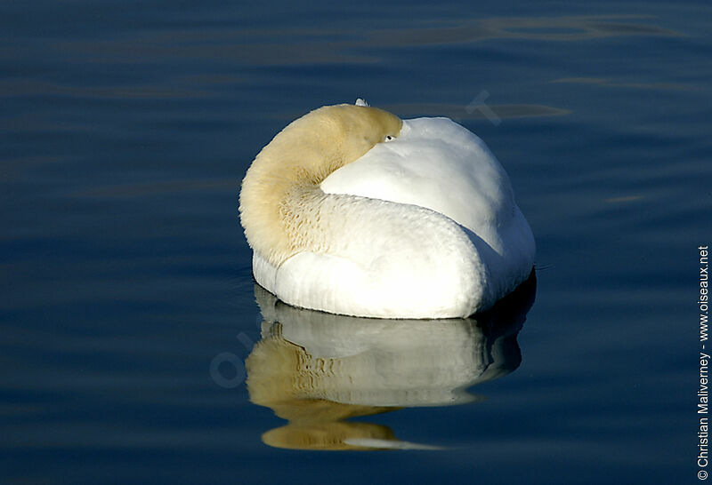 Cygne tuberculéadulte