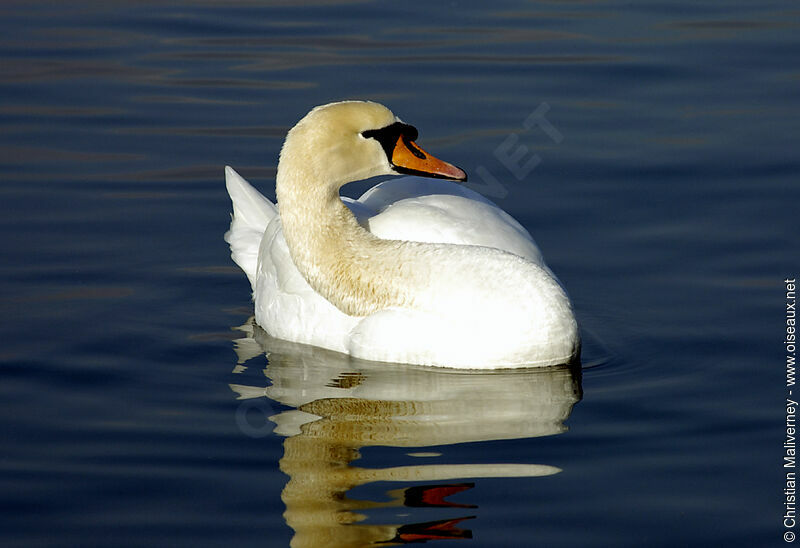 Cygne tuberculéadulte