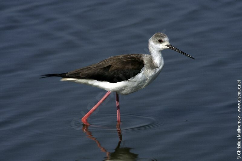 Black-winged Stiltadult