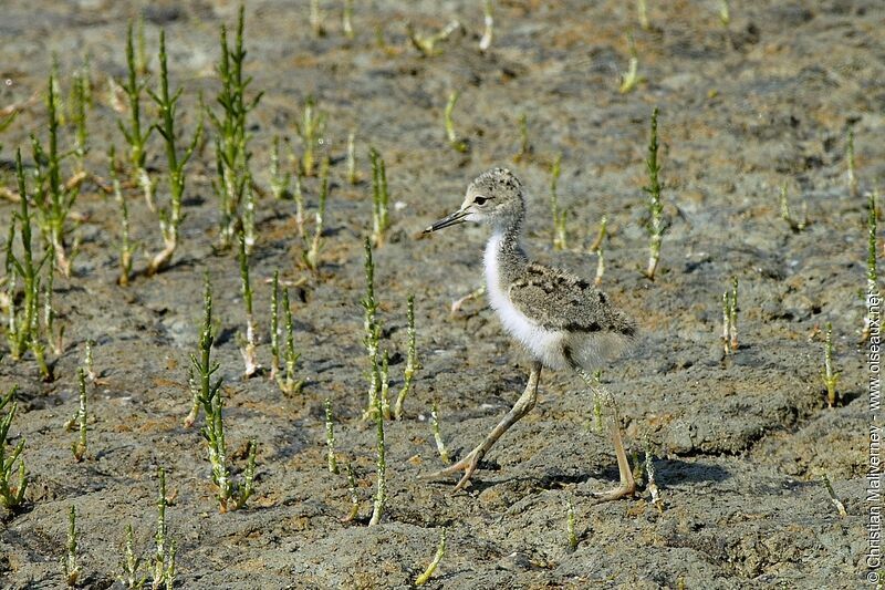 Black-winged Stiltjuvenile