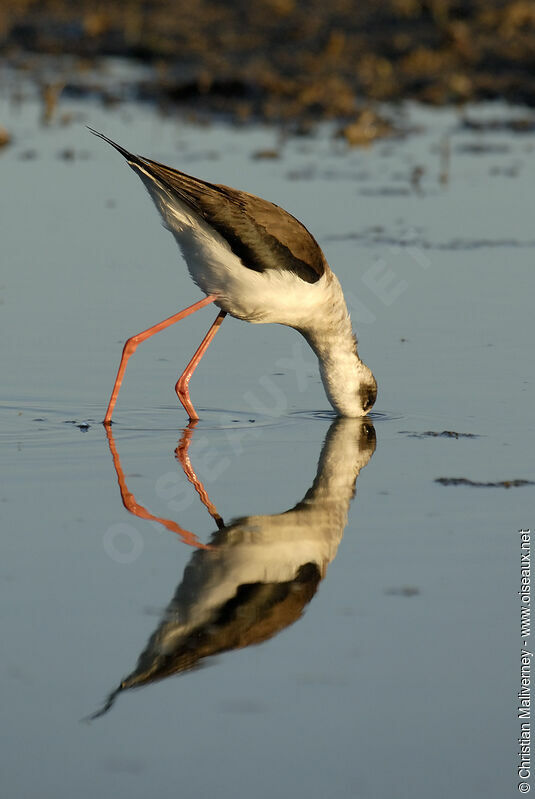 Black-winged Stilt female adult post breeding