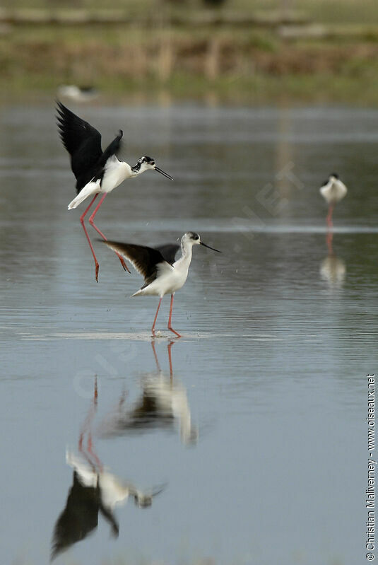 Black-winged Stilt adult post breeding