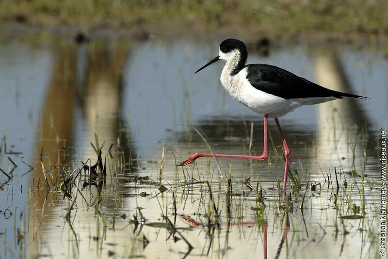 Black-winged Stilt male adult breeding