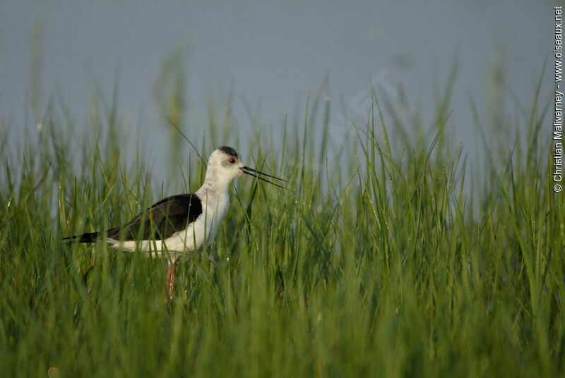 Échasse blancheadulte nuptial, identification