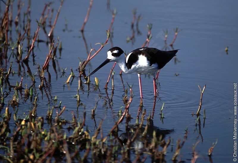 Black-necked Stiltadult