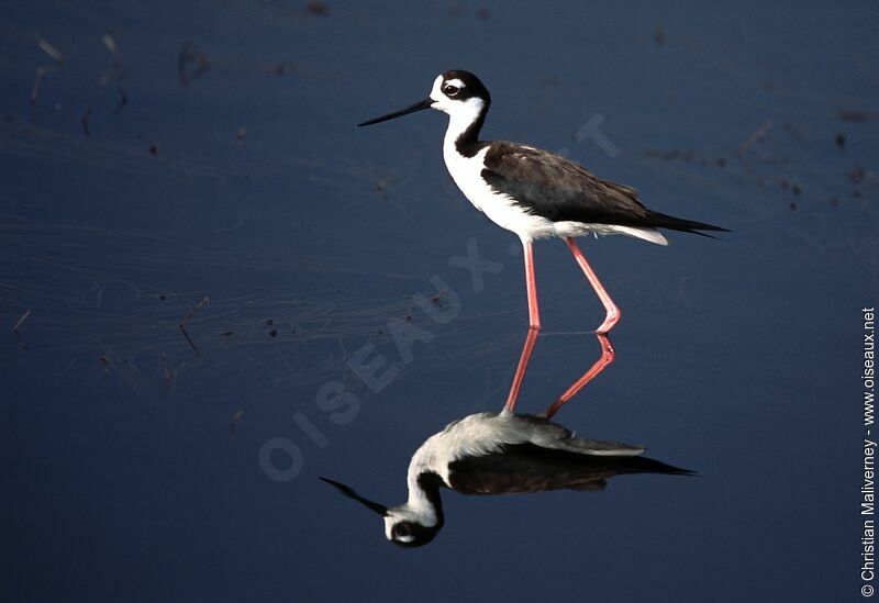 Black-necked Stiltadult