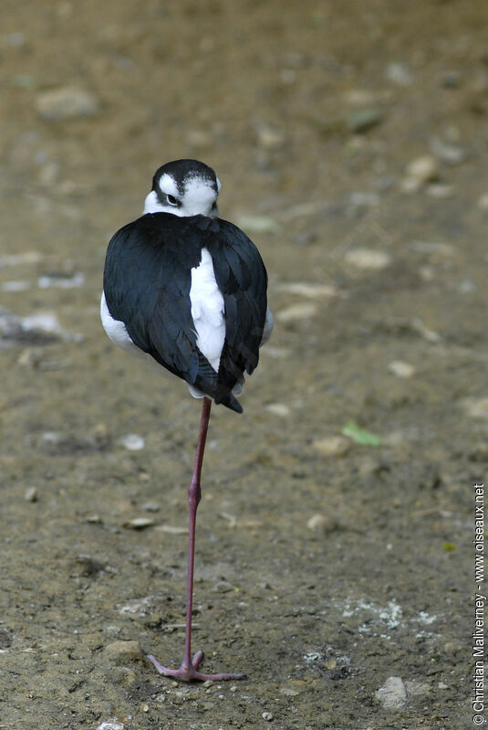 Black-necked Stiltadult, Behaviour