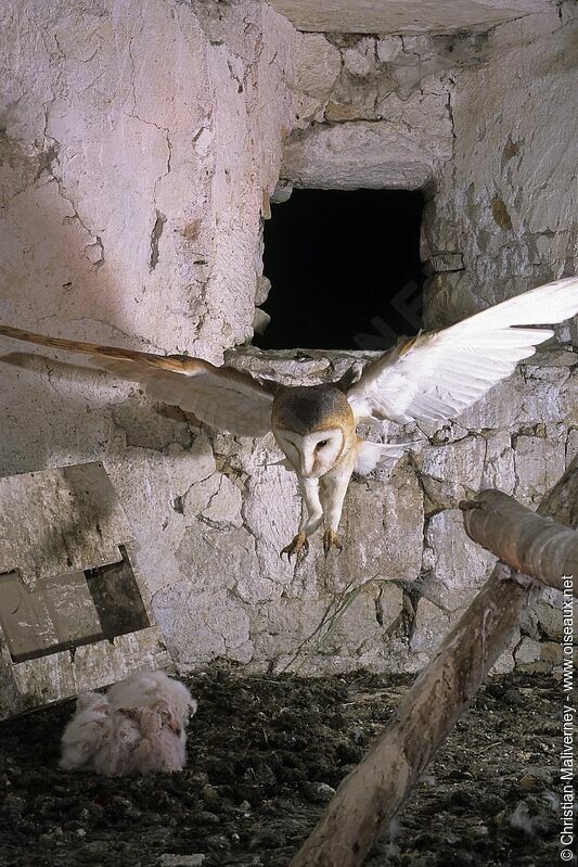 Western Barn Owl female adult breeding