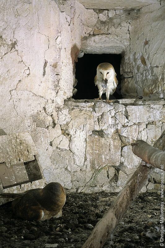 Western Barn Owl male adult breeding