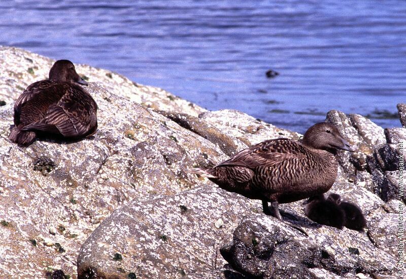 Eider à duvet femelle adulte nuptial