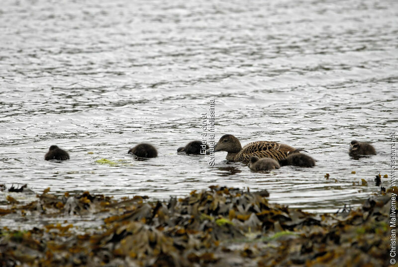 Common Eider female adult breeding, Reproduction-nesting