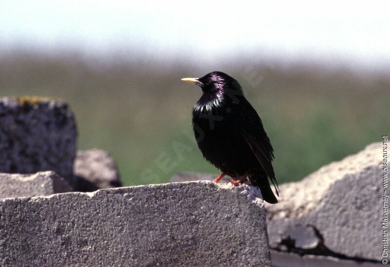 Common Starlingadult breeding, identification