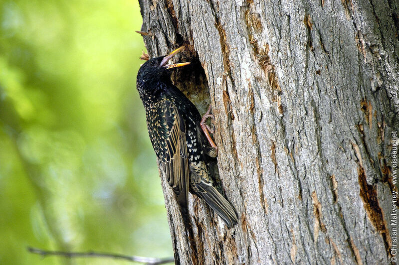 Common Starlingadult breeding, Reproduction-nesting