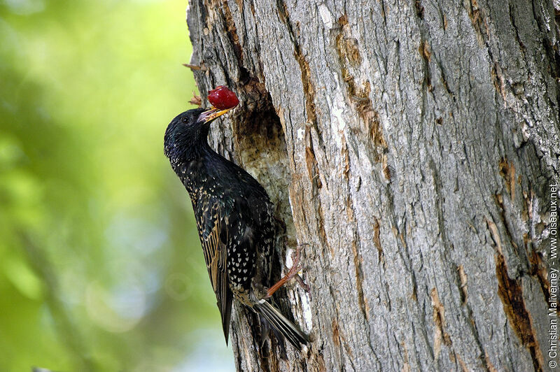 Common Starlingadult breeding, feeding habits, Reproduction-nesting