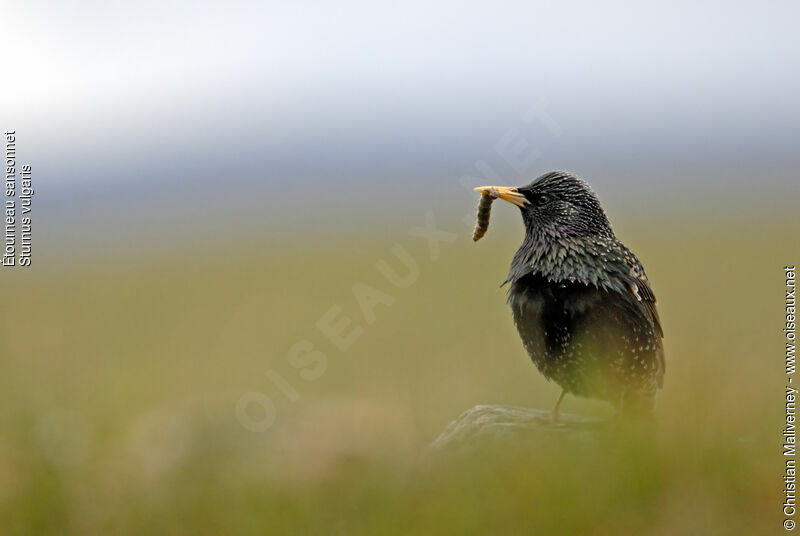 Common Starlingadult breeding, feeding habits