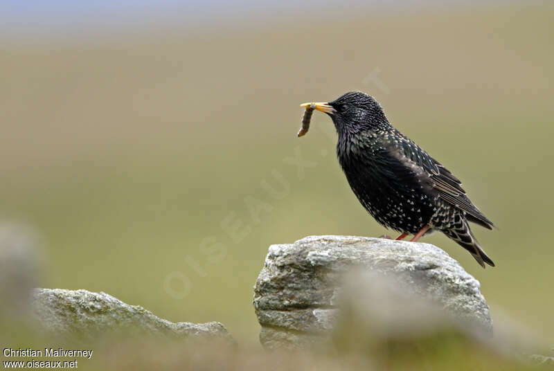 Common Starlingadult breeding, feeding habits