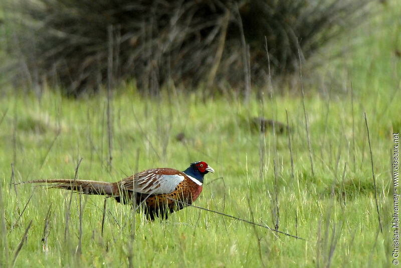 Common Pheasant male adult